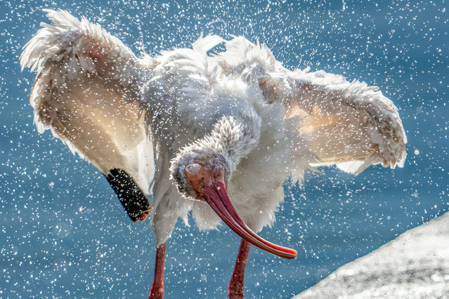 A white ibis takes a shower at Lake Eola in Orlando, Florida, US on September 29, 2025. (Photo byRonen Tivony/NurPhoto/Rex Features/Shutterstock)
