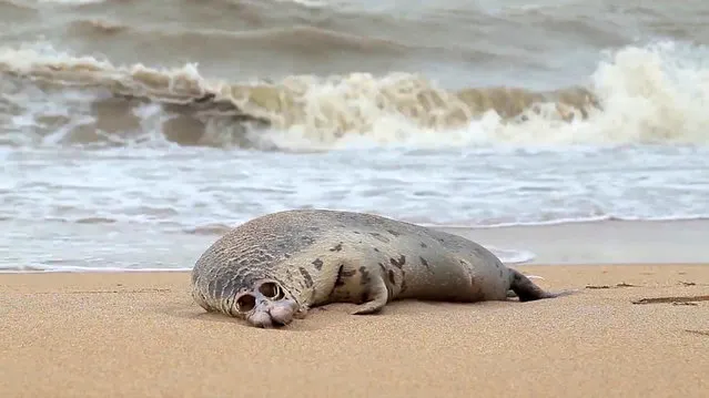 A grab from a video taken on 7 December 2020 and released by the North Caucasian branch of Russia’s fisheries agency shows the body of a dead Caspian seal on a beach in Makhachkala. Russian authorities said they were investigating the mysterious death of nearly 300 endangered seals that had been discovered washed up on the shores of the Caspian Sea. (Photo by North Caucasian branch of Russia/AFP Photo)