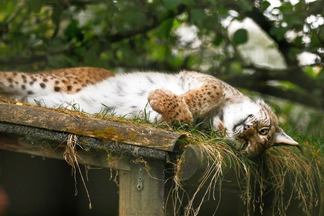 Three lynx who were rescued by the Royal Zoological Society of Scotland (RZSS) after being abandoned in the Cairngorms earlier this year have started showing their energetic and curious personalities at Highland Wildlife Park in the last decade of October 2025. (Photo by Royal Zoological Society of Scotland)