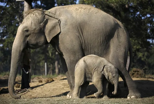 A one and a half months old baby elephant stands close to its mother at Chitwan National Park in Chitwan, south of Kathmandu December 30, 2014. (Photo by Navesh Chitrakar/Reuters)