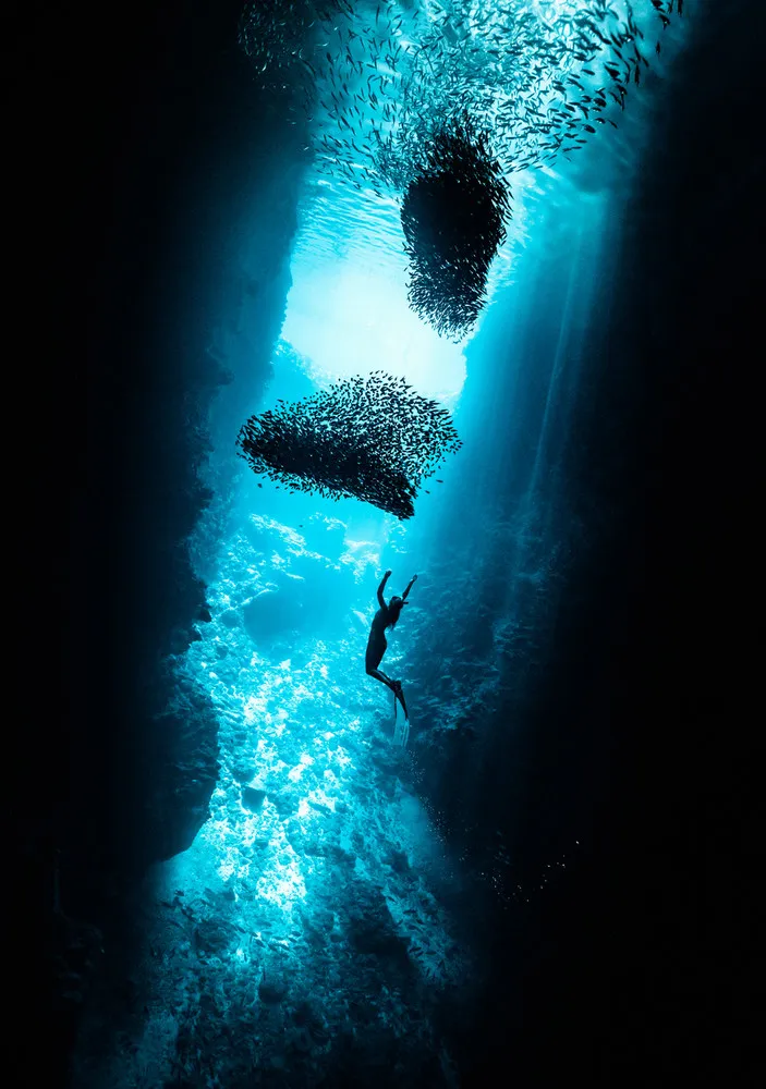 Swimming with Newborn Whales