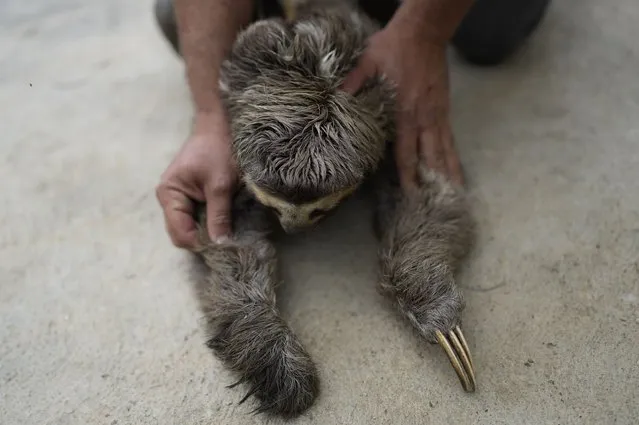 Juan Carlos Rodriguez shows the amputated claw of a rescued sloth in San Antonio, on the outskirt of Caracas, Venezuela, Saturday, March 12, 2022. Juan Carlos and his wife Haydee have transformed their home into a sloth rescue and rehabilitation center that seeks to care for and release sloths that have suffered electrocutions or accidents. (Photo by Ariana Cubillos/AP Photo)