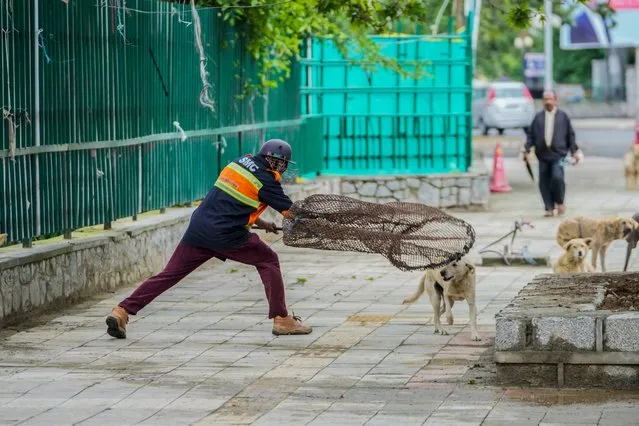 A municipal employee catches a stray dog ahead of the visit of G20 Delegates at newly renovated market in Srinagar, Indian controlled Kashmir, Wednesday, May 24, 2023. The meeting condemned by China and Pakistan is the first significant international event in Kashmir since New Delhi stripped the Muslim-majority region of semi-autonomy in 2019. (Photo by Mukhtar Khan/AP Photo)