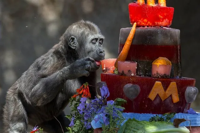 Monroe, a western lowland gorilla, celebrates his second birthday with a multicolored ice cake made of fruits and vegetables at the San Diego Zoo Safari Park in Calif. on June 17, 2013. (Photo by Ken Bohn/San Diego Zoo Safari Park via AP Photo)