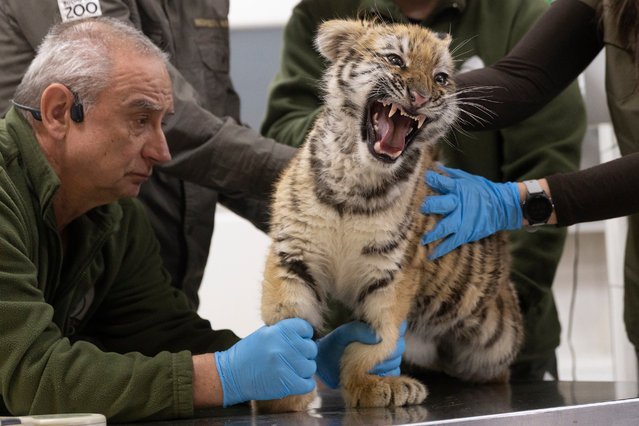 A three-month-old tiger cub is vaccinated at his temporary home in the Budapest Zoological and Botanical Garden in Budapest, Hungary, 08 December 2025. The healthy male cub, weighing nine kilograms, was confiscated by police on 03 December in Tiszafuered, eastern Hungary, during a drug-related search of a private residence. A 40-year-old man was arrested and faces multiple charges related to wildlife trafficking. (Photo by Zoltan Kocsis/EPA)