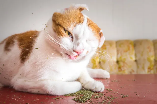 “You can never anticipate the outcome when you throw down a pile of catnip,” said Marttila. (Photo by Andrew Marttila/Caters News Agency)