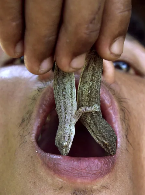 Thai farm employee Somsak Inta, 36, puts two house lizards in his mouth prior to eating them in Nakorn Nayok province, 60 kilometers away from Bangkok April 9, 2008. Somsak started eating lizards when was 16 as a means to treat health problems, which he claims could not be cured by modern medicine. He has since been eating lizards for over 20 years, believing, among other things, it increases his s*x drive. (Photo by Reuters)