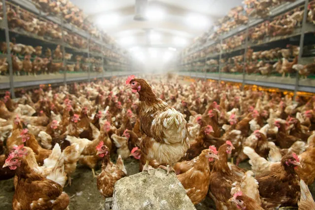 Laying hens in the chicken farm of Avicole Delacuisine in Daillens, Switzerland, 16 November 2016. Protective measures against bird flu are being introduced nationwide after cases in wild birds were found by Lake Geneva and Lake Constance. From Wednesday Nov. 16, all feed and water for poultry will have to be kept inside to prevent any possibility of wild birds coming into contact with farmed birds, the Federal Food Safety and Veterinary Office said on Tuesday. (Photo by Laurent Gillieron/EPA)