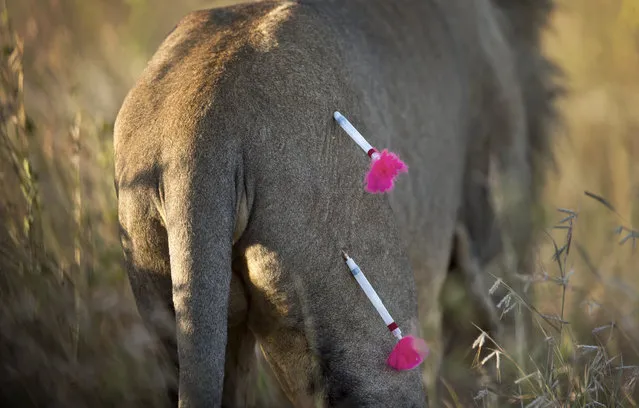 In this photo taken Saturday, January 25, 2014, a male lion walks shortly after being shot with tranquilizer darts, in order to fit a GPS-tracking collar, by a team led by the Kenya Wildlife Service (KWS) in Nairobi National Park in Kenya. (Photo by Ben Curtis/AP Photo)