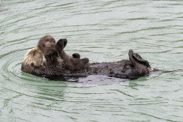 In this December 20, 2015 photo released by the Monterey Bay Aquarium, a Sea Otter holds its newborn pup in Monterey Bay Aquarium Tide Pool in Monterey, Calif. The aquarium posted news of the birth online this weekend, along with adorable photos of the fuzzy brown pup playing with mom. (Photo by Tyson V. Rininger/Monterey Bay Aquarium via AP Photo)