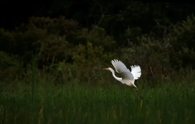 A great egret flies at a lake near the village Sosenka, Belarus July 21, 2018. (Photo by Vasily Fedosenko/Reuters)