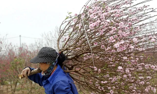 A woman carries a branch of peach blossom flowers for sale at a field in Hanoi February 6, 2015. (Photo by Reuters/Kham)