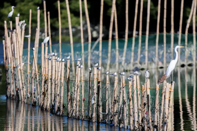 Various migratory birds are seen perched on bamboo stilts at the Las Pinas-Paranaque Wetland Park in Las Pinas City, the Philippines on March 3, 2021. The World Wildlife Day is observed on March 3 every year to raise the awareness on the world's wild animals and plants. (Photo by Xinhua News Agency/Rex Features/Shutterstock)