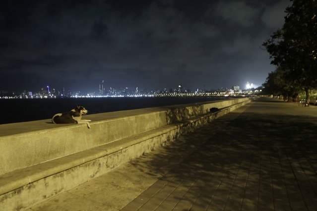A stray dogs rests at a deserted Marine Drive following restrictions in Mumbai, India, Wednesday April 14, 2021. The teeming metropolis of Mumbai and other parts of Maharashtra, the Indian state worst hit by the pandemic, face stricter restrictions for 15 days starting Wednesday in an effort to stem the surge of coronavirus infections. (Photo by Rajanish Kakade/AP Photo)