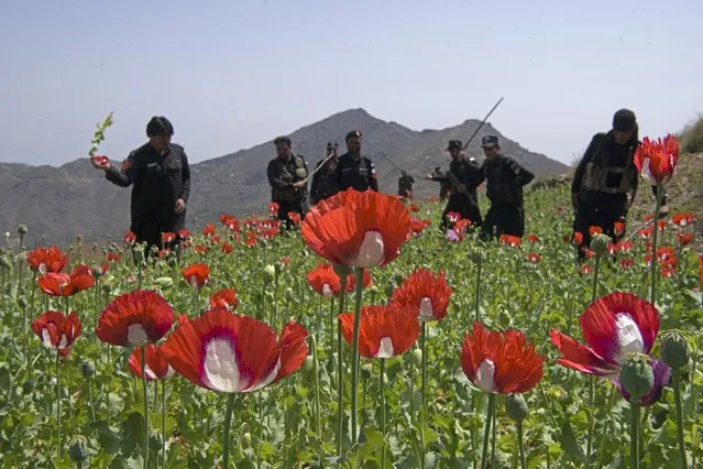 Police personnel destroy poppy cultivation in the Prang Ghar area of Mohmand Agency, about 100 kms from Peshawar on April 11, 2021. (Photo by Abdul Majeed/AFP Photo)