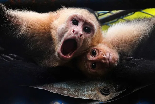 Two white face monkey (Cebus Capucinus) gesture at Thomas Belt Zoo in Juigalpa, Nicaragua on August 23, 2023. (Photo by Oswaldo Rivas/AFP Photo)