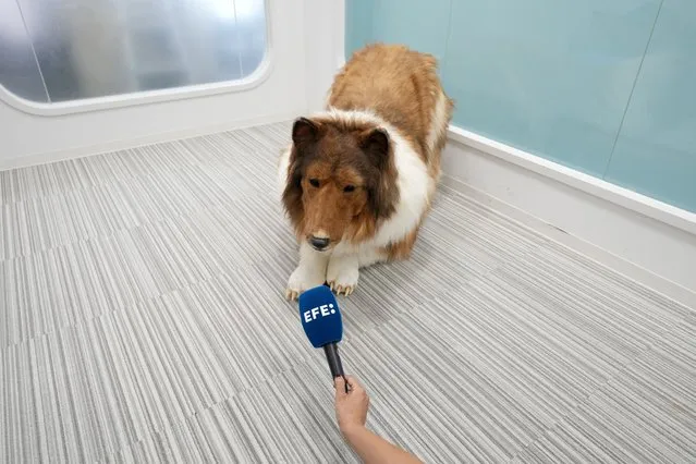 A Japanese man in a dog suit speaks during an interview in Tokyo, Japan, 21 August 2023. A Japanese man known as “Toco” spent over 12,000 euros to realize his dream of transforming into a rough collie dog. He achieved this through a hyper-realistic canine suit made by a Japanese company. Toco now strolls through Tokyo, capturing the amazed attention of pedestrians. (Photo by Franck Robichon/EPA)