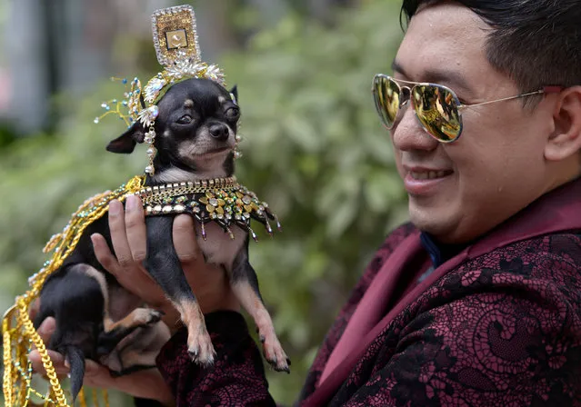 A Chihuahua dressed as Elizabeth Taylor in the movie Cleopatra poses with its owner during an event held ahead of World Animal Day celebrations in Quezon City, Metro Manila, Philippines on October 3, 2018. (Photo by Eloisa Lopez/Reuters)
