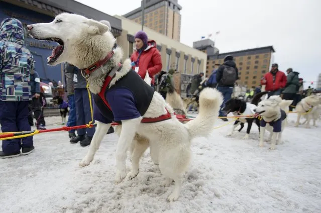 Dogs on Rob Cooke's teams pull and jump on the line as their turn approaches at the 2015 ceremonial start of the Iditarod Trail Sled Dog race in downtown Anchorage, Alaska March 7, 2015. The timed portion of the race, which typically lasts nine days or longer, begins on Monday in Fairbanks, about 300 miles (482 km) away. Traditionally held in Willow, the timed start was moved to Fairbanks this year to accommodate an alternate trail selected after race officials deemed sections of the traditional path unsafe.    REUTERS/Mark Meyer  (UNITED STATES - Tags: SPORT ANIMALS SOCIETY)S SOCIETY)