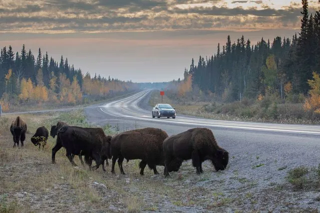 A small herd of wood bison clusters near the Chan Lake park on Northwest Territories Highway 3 on Friday, September 15, 2023. Unfazed by weeks of smoke and wildfire, the huge animals are a common sight on highways across the southern N.W.T. (Photo by Canadian Press/Rex Features/Shutterstock)