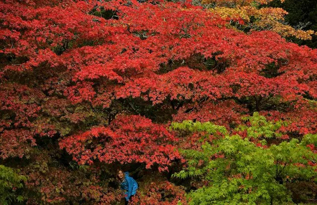 A visitor views the spectacular autumn colors in the Acer Glade at Westonbirt Arboretum, near Tetbury, England, October 17, 2013. Originally planted in the heyday of Victorian plant hunting in the mid-nineteenth century, the arboretum boasts one of the world's finest tree collections. (Photo by Toby Melville/Reuters)