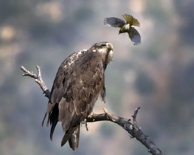 Bullock's Oriole bird attacks young Bald Eagle, San Gabriel Mountains, California, America on May 11, 2016. (Photo by Steve Shinn/Rex Features/Shutterstock)