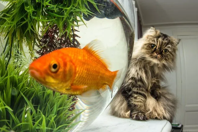 This goldfish could be forgiven for looking a little nervous as a mischievous cat watched it swim around a bowl. (Photo by Xabi Barreneche/Solent New)