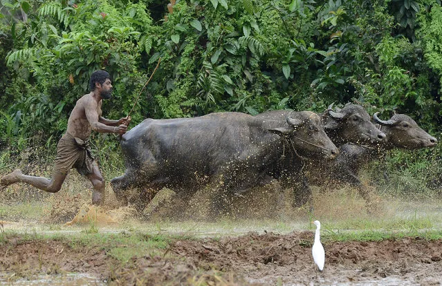 A Sri Lankan farmer ploughs a field in Horana, on the outskirts of Colombo, on November 27, 2016. (Photo by Lakruwan Wanniarachchi/AFP Photo)