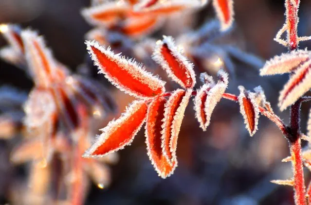 A view of a plant coated with hoarfrost due to cold weather in Sarikamis district of Kars, Turkiye on November 04, 2023. (Photo by Hüseyin Demirci/Anadolu via Getty Images)