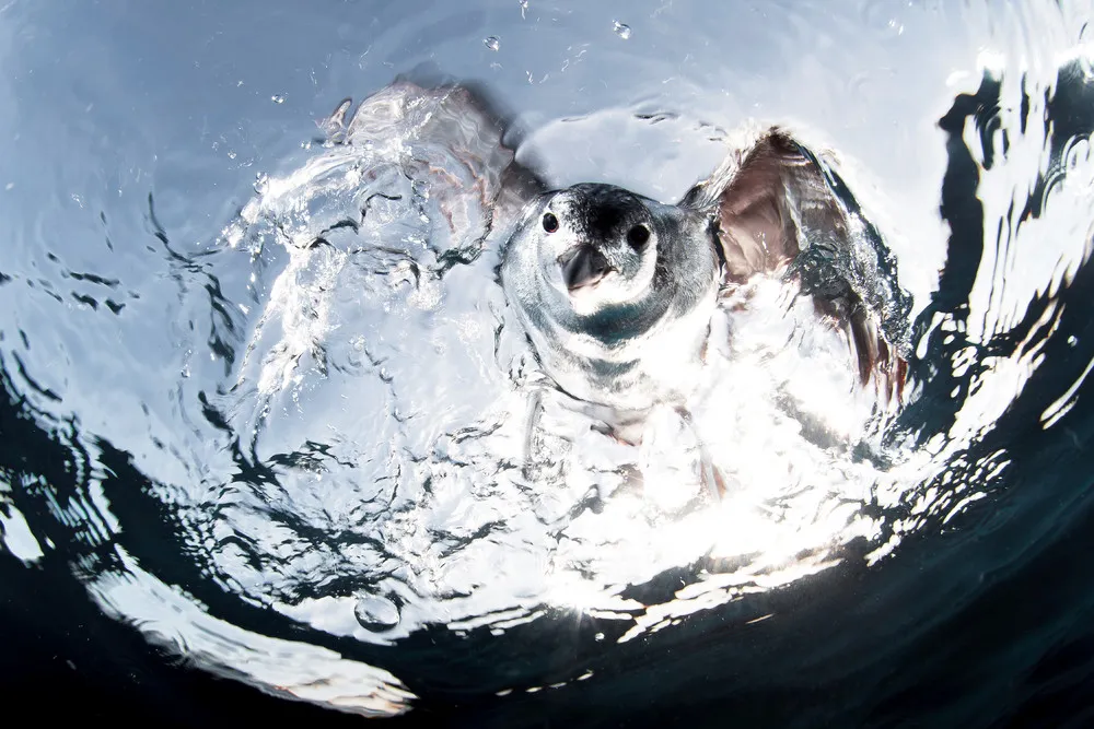 UK Underwater Photographer of the Year 2016 Winners