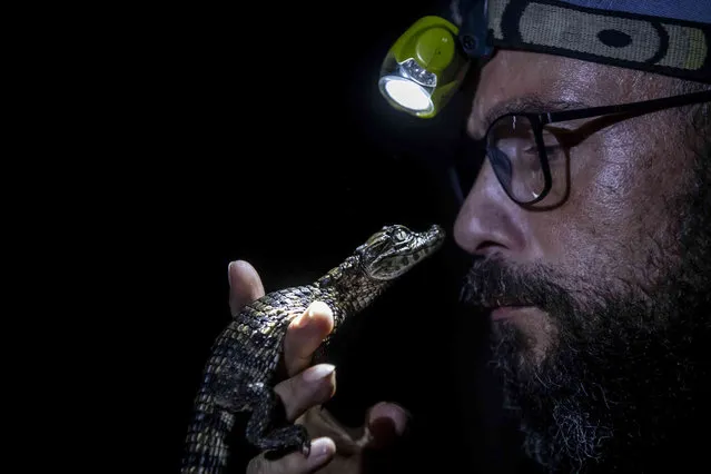 Biologist Ricardo Freitas examines a broad-snouted caiman captured in the Marapendi Lagoon in Rio de Janeiro, Brazil, Friday, July 16, 2021. Thousands of caimans living in lagoons adjacent to what was once the Olympic Golf Course are closely monitored by scientists, who hope to protect their numbers and encourage local residents to be environmentally conscious about living next to the scaly creatures. (Photo by Bruna Prado/AP Photo)
