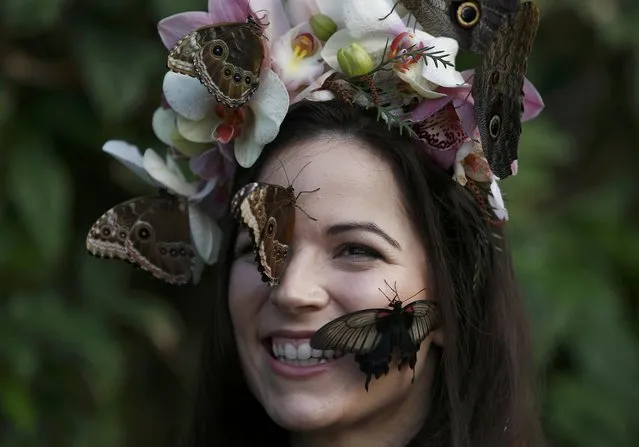 Model Jessie May Smart reacts to a Great Yellow Mormon (R) and Blue Morpho butterflies, as she poses for pictures ahead of the opening of, “Butterflies in the Glasshouse”, at RHS Wisley in Wisley, Britain, January 13, 2017. (Photo by Peter Nicholls/Reuters)