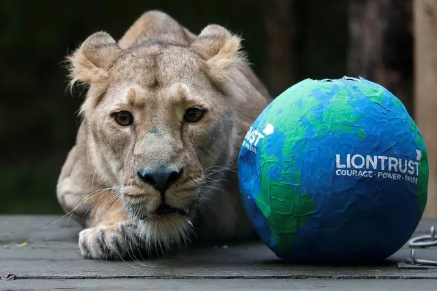 Arya, the Asiatic lioness is seen during a photo-opportunity to mark World Lion Day at ZSL London Zoo in London, Britain, August 9, 2021. (Photo by Peter Nicholls/Reuters)