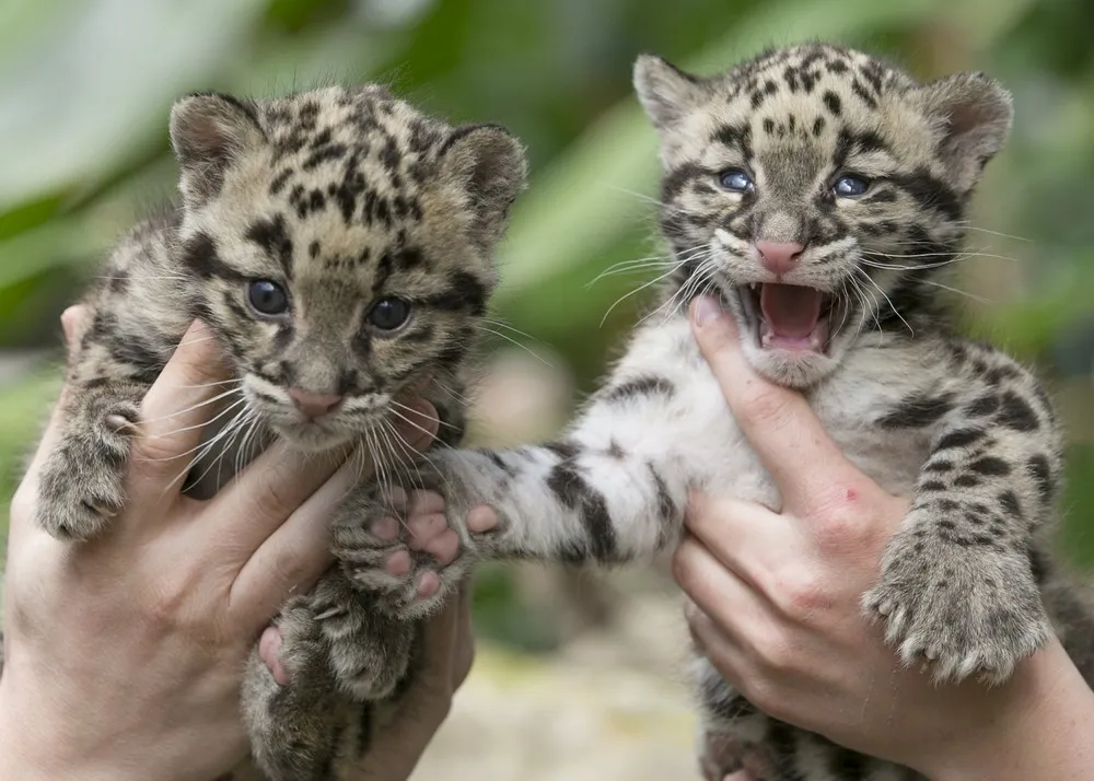 Baby Boom in the Belgian Zoo