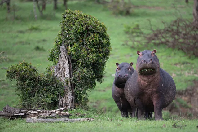 A pair of curious hippos in Ol Kinyei conservancy, Maasai Mara, Kenya. (Photo by Chetan Rangaraj/Alamy Live News)