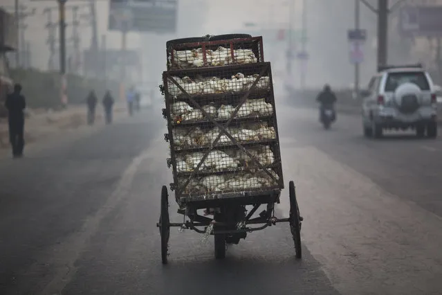 Live chickens are transported on a three-wheeler in Ghaziabad, on the outskirts of New Delhi, India, Wednesday, February 24, 2016. (Photo by Bernat Armangue/AP Photo)
