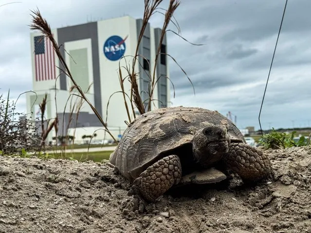 A gopher tortoise walks the grounds of NASA's Kennedy Space Center in Florida, near the Vehicle Assembly Building on January 18, 2024. An all-European crew including Turkey's first astronaut are poised to blast off to the International Space Station in a mission with Axiom Space, as countries hungry for a taste of space turn increasingly to the private sector. (Photo by Chandan Khanna/AFP Photo)