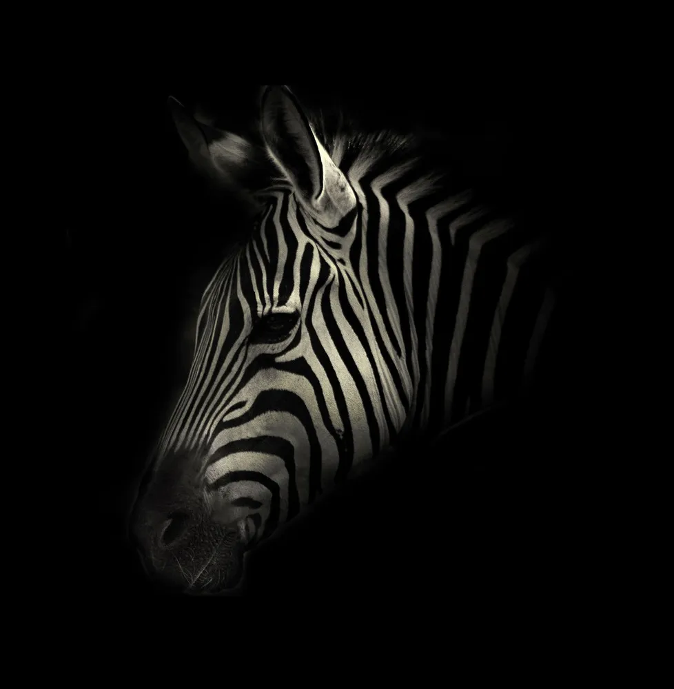 Animals in Black and White by Photographer Alex Teuscher