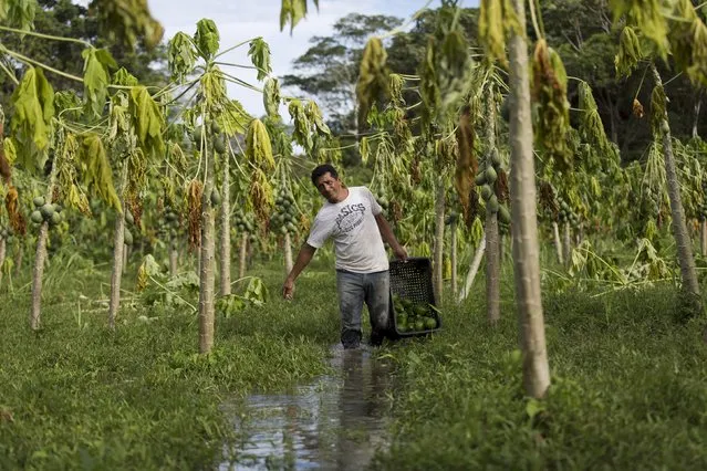 Brazilian farmer Delson Pereira dos Santos walks in his papaya plantation which is inundated with floodwaters from the Solimoes River, in the rural municipality of Manacapuru, Amazonas state May 5, 2015. (Photo by Bruno Kelly/Reuters)