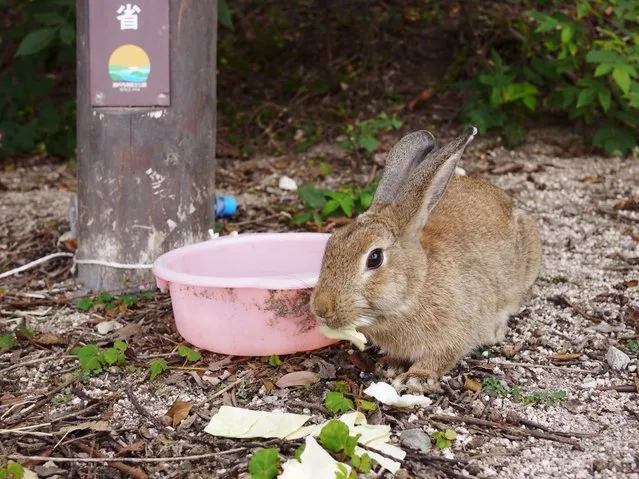 Rabbit Island in Japan