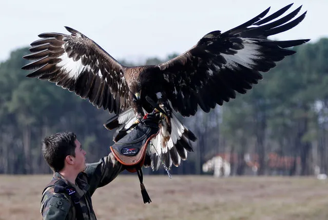 A French army falconer works with a golden eagle as part of a military training for combat against drones in Mont-de-Marsan French Air Force base, Southwestern France, February 10, 2017. (Photo by Regis Duvignau/Reuters)