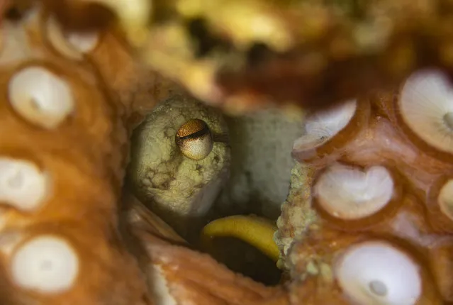 A view of the mother “Common octopus” (Octopus vulgaris) during the incubation period in a 12-meter-deep hole in the sea in Karaburun district of Izmir, Turkiye on June 23, 2023. The “common octopus” is found in a wide geography from the Mediterranean Sea to the southern coasts of England, from the Western Atlantic to the Eastern Atlantic coasts. During the incubation period, which lasts 40-55 days, mother octopuses mostly do not even go out to hunt and complete this period without any food. After the hatching of the young, the octopus completes its maternal duty. The mothers usually die after seeing their offspring due to lack of food. (Photo by Mahmut Serdar Alakus/Anadolu Agency via Getty Images)