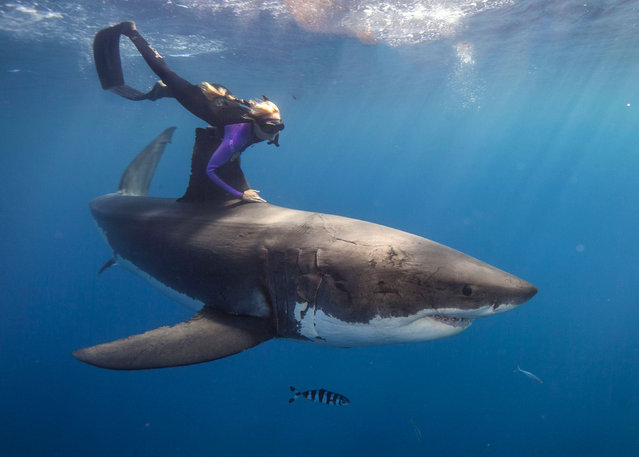 Ocean Ramsey freediving with a shark. (Photo by Juan Oliphant/Caters News)