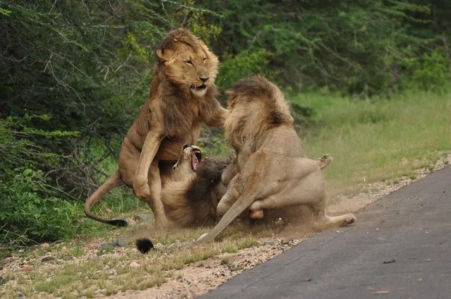 Male lions fight at the Kruger National Park on January 31, 2017 in South Africa. (Photo by Justin Thorne/Greatstock/Barcroft Images)