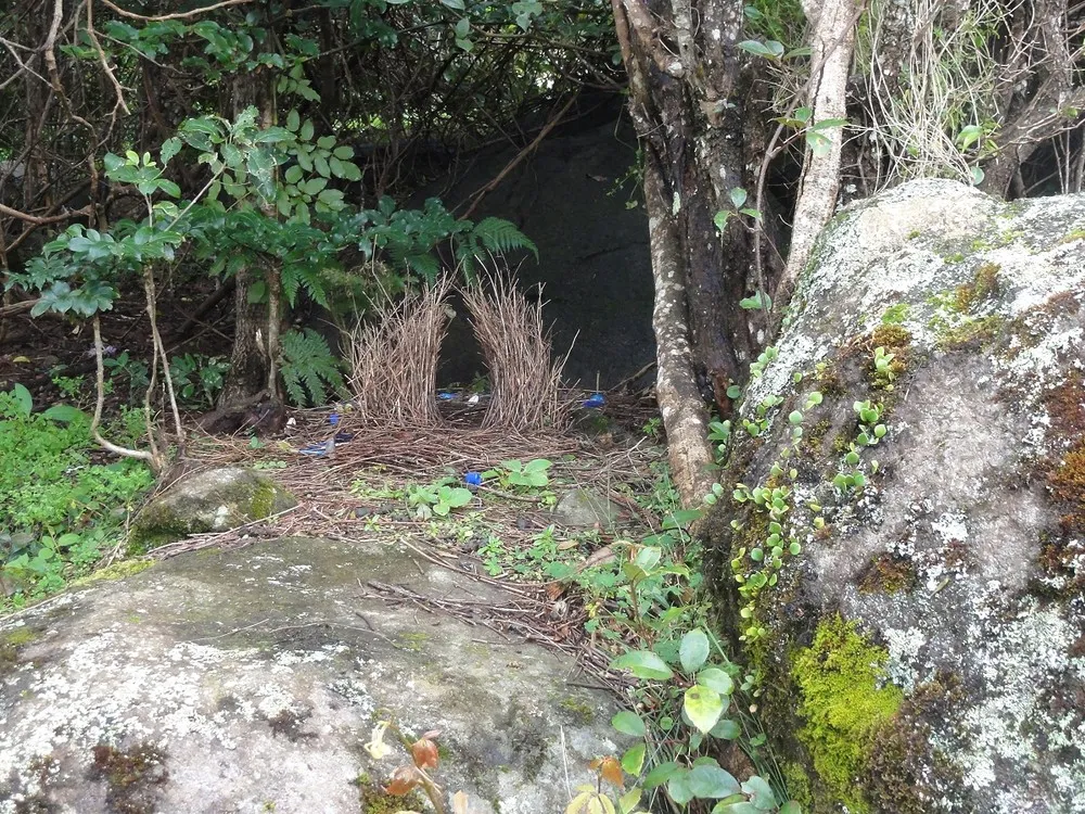 Animal Architects Bowerbirds Design