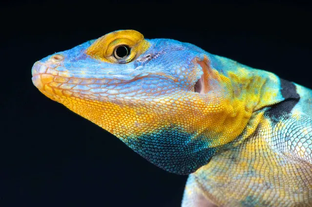 Baja blue rock lizard (Petrosaurus thalassinus). (Photo by Matthijs Kuijpers/The Guardian)