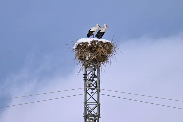 Storks came their nests on an electric pole, try to clean their bodies from snow as their nest is filled with snow during spring season in Gurpinar district of Van, Turkiye on March 20, 2024. (Photo by Ozkan Bilgin/Anadolu via Getty Images)