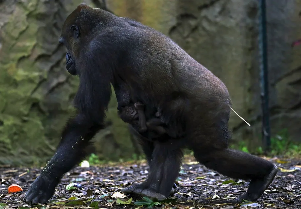 Newborn Gorilla Debuts at Taronga Zoo