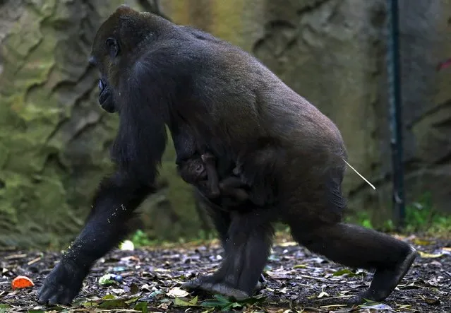 A newly born Western Lowland Gorilla baby holds onto its mother “Frala” in their enclosure at Taronga Zoo in Sydney, Australia, May 19, 2015. (Photo by David Gray/Reuters)