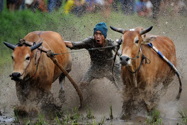 A jockey spurs the cows during Pacu Jawi on May 23, 2015 in Padang, Indonesia. Pacu Jawi (traditional cow racing) is held annually in muddy rice fields to celebrate the end of the harvest season by the Minangkabau people. Jockeys grab the tails of the bulls and skate across the mud barefoot balancing on a wooden plank to show the strength of their bulls who are later auctioned to buyers. (Photo by Robertus Pudyanto/Getty Images)